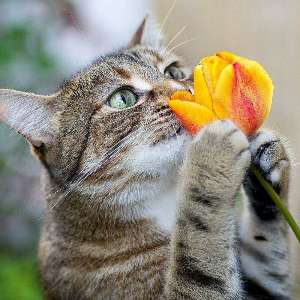 Доброго весеннего дня смешные картинки. Весенняя кошка. Позитивные кошки. Весеннее настроение кошек. Кошки и цветы.